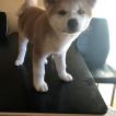 yuki