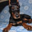 Drako, Dobermann