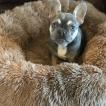 Winston, Bouledogue francese