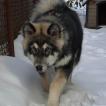 Appa, Alaskan Malamute