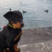 Patch, Beauceron