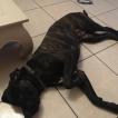 Orphée, Cane Corso