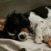 Louky, Cavalier King Charles Spaniel