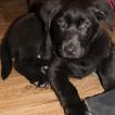 Phoenix, Labrador Retriever