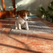 Fia, Parson Jack Russell Terrier (De Pelaje Corto - Suave)