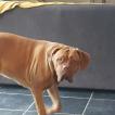 Naya, Dogo De Burdeos