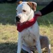 Amber, American Staffordshire Terrier