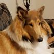 Holly, Collie