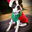 Rocco, Boston Terrier