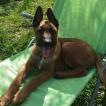 Thor, Cane da pastore belga
