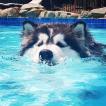 Winter, Alaskan Malamute