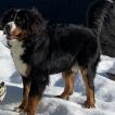 Pacha, Boyero De Berna