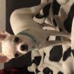Luna, Chihuahua