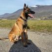 Panzer, Pastor Belga Malinois