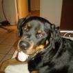 Dexter, Rottweiler