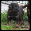 Phuket, Hovawart