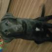 Maximus (Max), Labrador Retriever
