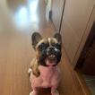 Turrón, Bouledogue francese