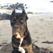 Shadow, Cane Corso