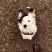 Shiro, Berger Australien