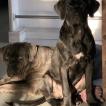 Ohana, Cane Corso