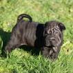 Paillette, Shar Pei