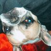 Budha, Bulldog Francés
