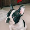 Fendi, Bulldog Francés