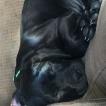 Izzie, Cane Corso