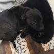 Pablo, Staffordshire Bull Terrier