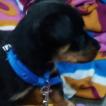 Teffy, Rottweiler