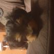 Piston, Yorkshire Terrier