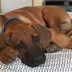 Zeus, Rhodesian Ridgeback