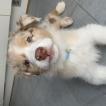 Sheriff, Berger Australien