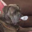 Michonne, Cane Corso