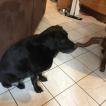 megane, Labrador Retriever