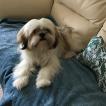 Poppy, Lhassa Apso