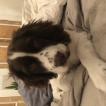 Izzy, Springer spaniel inglés