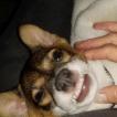 Fox, Parson Jack Russell Terrier (De Pelaje Corto - Suave)
