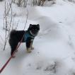 Luna, Shiba Inu Japonés