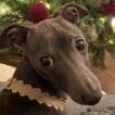 Léonard, Galgo Italiano