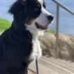 Lyla