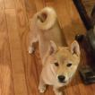 Deku, Shiba Inu Japonés