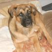 Pandora, Leonberg