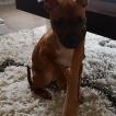 Praline, Staffordshire Bull Terrier