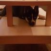 Paddy, Husky Siberiano