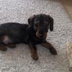 Panpan, Dachshund (Pelo Largo)