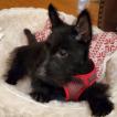 Tug, Scottish terrier
