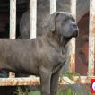 Pasha, Cane Corso