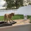 Zula, Rhodesian Ridgeback